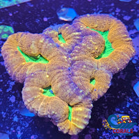 Wysiwyg Aussie Sunset Glow Lobophyllia Colony (3.5-4) Lobophyllia