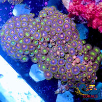Wysiwyg Blowpop Multicolor Zoa Colony (150+ Polyps) (W55) Zoa