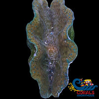 Wysiwyg Blue Spotted Biota Gigas Clam (Aquacultured) (2.5-3) Clam