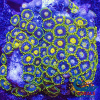 Wysiwyg Blueberry Multicolor Ultra Zoa Colony (70+ Polyps) (W63) Zoa