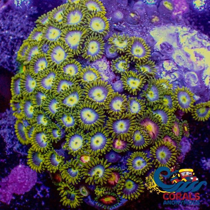 Wysiwyg Blueberry Multicolor Ultra Zoa Colony (75+ Polyps) (W63) Zoa