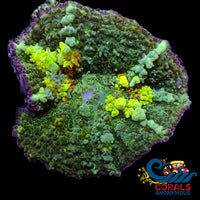 Wysiwyg Ca Skittle Toxic Bounce Rhodactis Mushroom Colony (2 Polyps) Rhodactis