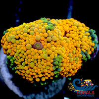 Wysiwyg Citrus Grove Multicolor Florida Ricordea Mushroom (R3F) Ricordea