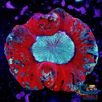 Wysiwyg Coldfire Splatter Red Wellso (2-4) (W47) Wellso