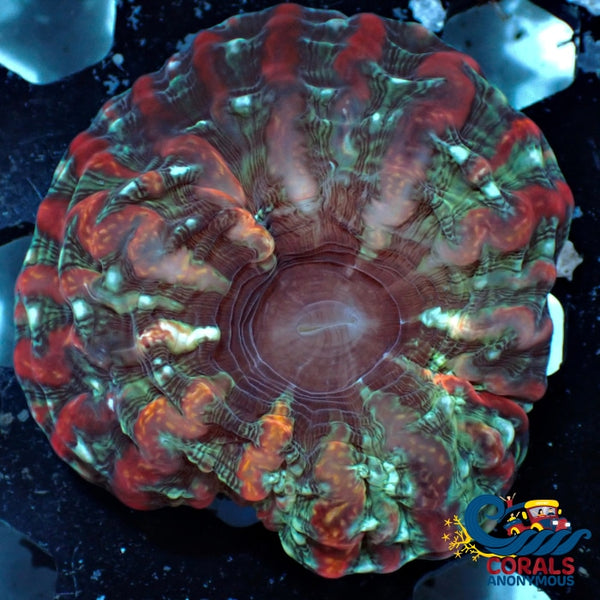Wysiwyg Crimson Hellstorm Rainbow Cynarina (2-3) (W26) Cynarina