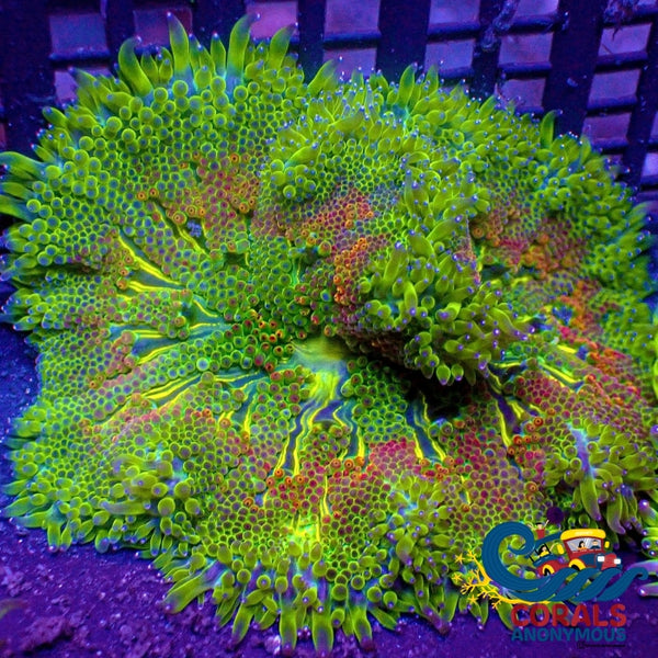 Wysiwyg Electric Flame Ultra Maxi Mini Carpet Anemone (2-3) (W108) Carpetanemone