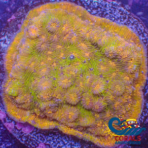 Wysiwyg Emerald Amber Pavona Sps Large Frag (1.5-2) (W99) Pavona