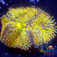 Review Wysiwyg Fruitloop Multicolor Florida Ricordea Mushroom (R1C) Ricordea