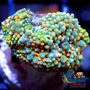 Wysiwyg Fruitloop Multicolor Florida Ricordea Mushroom (R2B) Ricordea