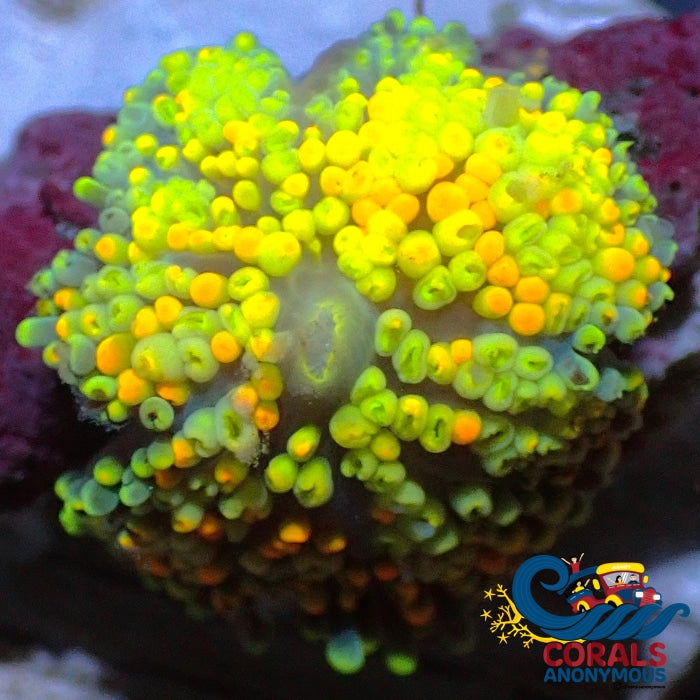 Wysiwyg Fruitloop Multicolor Florida Ricordea Mushroom (R4A) Ricordea