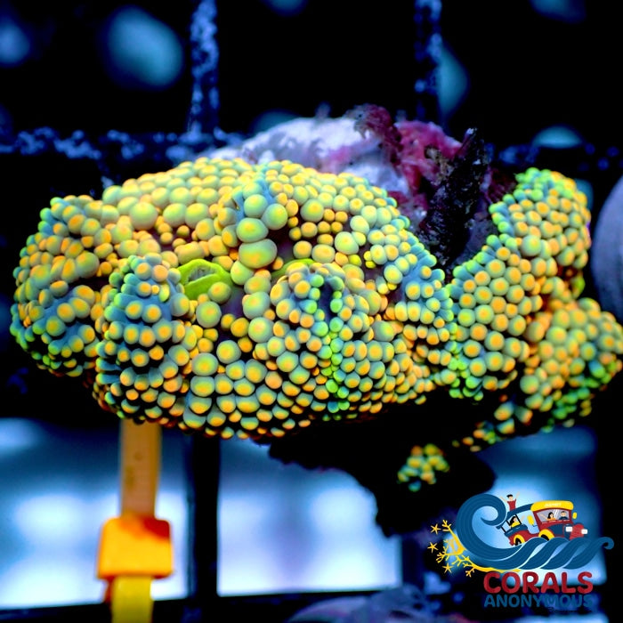 Wysiwyg Fruitloop Multicolor Florida Ricordea Mushroom (R4B) Ricordea
