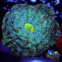 Wysiwyg Highlighter Chaos Eater Rainbow Cynarina (W43) (4-5) Acanthophyllia