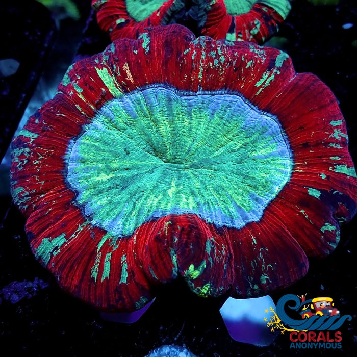 Wysiwyg Hyperion Splash Rainbow Wellso (4-5) (W60) Wellso