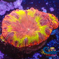 Wysiwyg Inferno Yellow Flare Blasto (2+ Polyps Colony) (W62) Blasto