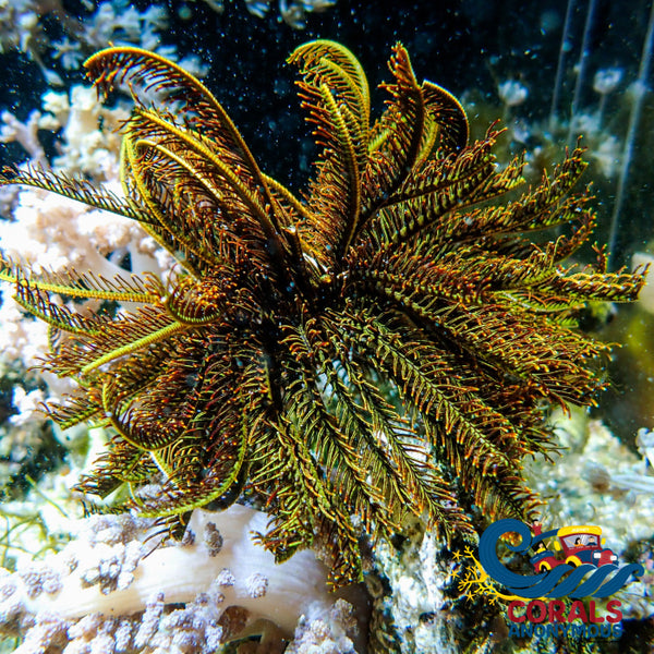 Wysiwyg Large Black & Gold Featherstar Starfish (4-6’) Starfish
