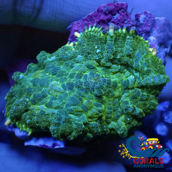Spring Clearance Sale! Use code SPRING25 and take 25% off your WYSIWYG  Corals! Limited Time!