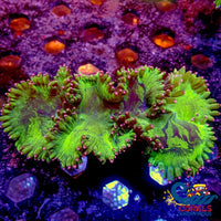 Wysiwyg Large Pink Tip Lime Elegance Colony (4-5) (W2) Elegance
