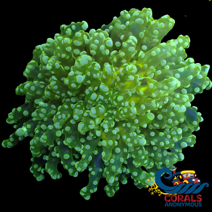 Wysiwyg Large Teal-Tipped Yellow-Mouth Green Branching Frogspawn (2.5-3) Frogspawn