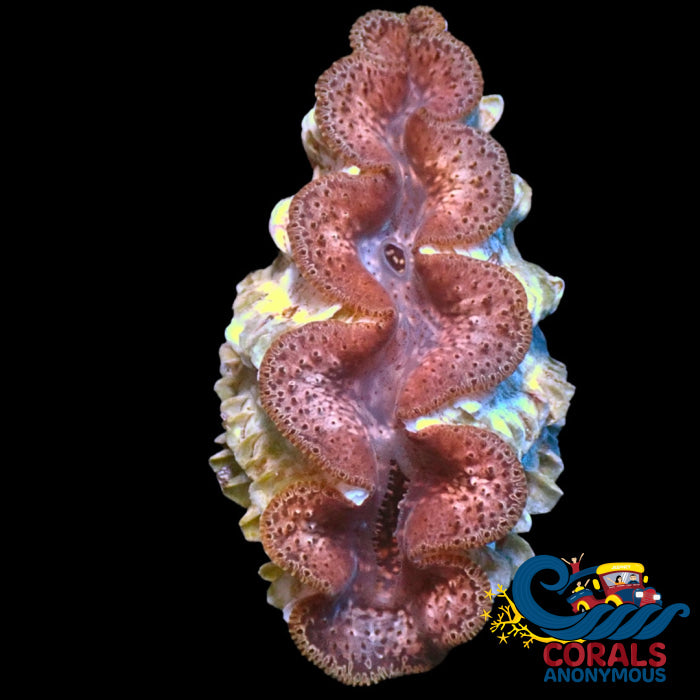 Wysiwyg Large Ultra Aussie Tridacna Maxima Clam (3-4’) Clam