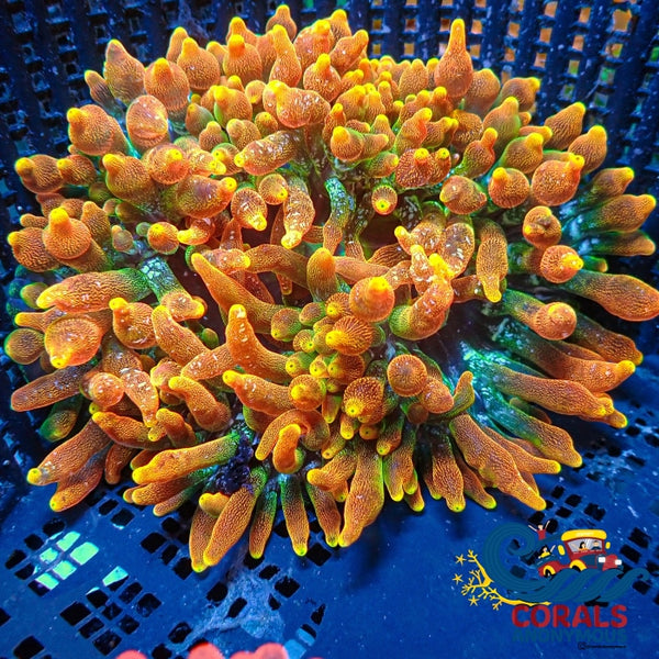 Wysiwyg Large Ultra Pacific Sunburst Bubble Tip Anemone (4-5) Anemone