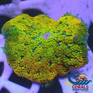 Wysiwyg Lemon Lime Jelly Ultra Maxi Mini Carpet Anemone (W123)