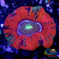 Wysiwyg Matrix Eye Rainbow Wellso (2-4) (W35) Wellso