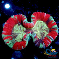 Wysiwyg Mint Red Splatter Trachy (2.5-3) (W83) Trachy