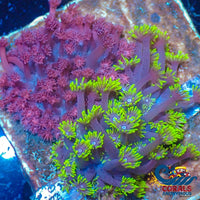 Wysiwyg Naturally Grafted Goniopora Garden (100+ Polyps) (W89) Goniopora