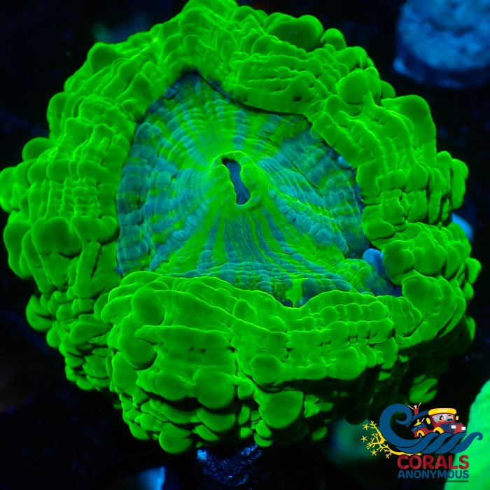 Wysiwyg Neon Acid Silver Star Cynarina (2.5-3.5) (W45) Cynarina