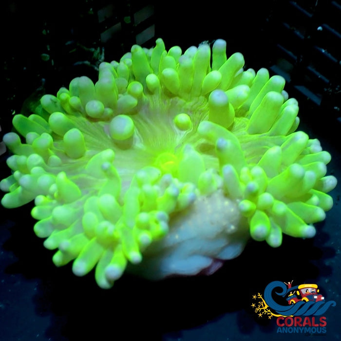Wysiwyg Neon Green Long Tentacle Anemone (2.5-3.5) Longtentacleanemone