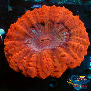 Wysiwyg Orange Skittle Sunburst Acanthophyllia (4-5) (W04) Acanthophyllia