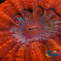 Wysiwyg Orange Skittle Sunburst Acanthophyllia (4-5) (W04) Acanthophyllia
