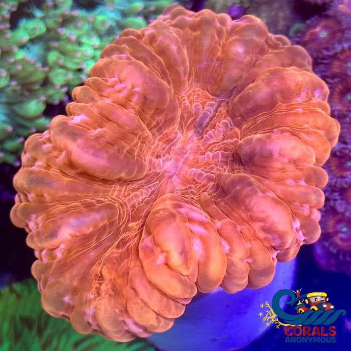Wysiwyg Pink Cynarina (3-4) Cynarina