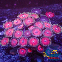 Wysiwyg Pink Rapture Multicolor Ultra Zoa Colony (25+ Polyps) (W65) Zoa