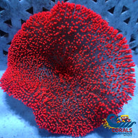 Wysiwyg Pure Ruby Red Haddoni Carpet Anemone (4-5) Carpetanemone