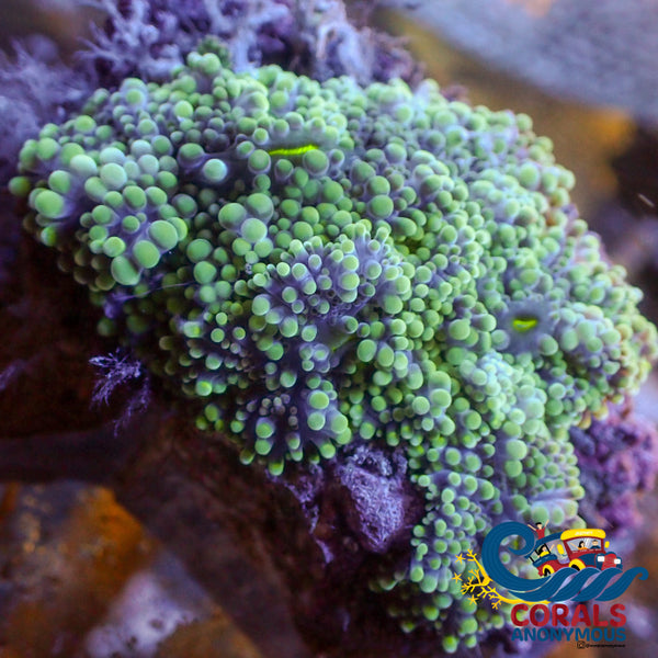 Sku Wysiwyg Purple Green Yuma Mushroom Combo (3 Polyps)