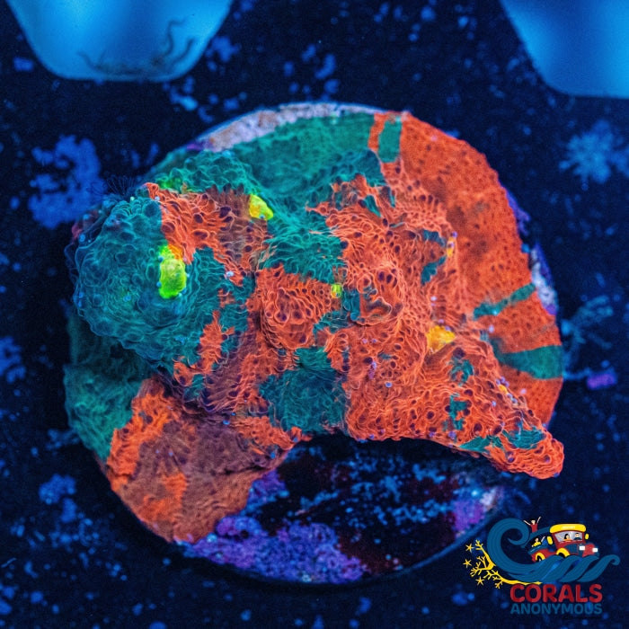 Wysiwyg Rainbow Tropic Fever Chalice (1.5-2 Frag) Chalice