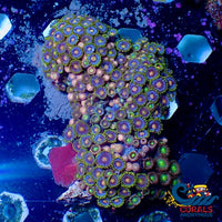 Wysiwyg Rainbow Zoa Colony (100+ Polyps) Zoa