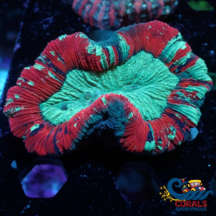 Wysiwyg Red Oasis Splatter Trachy (3) (W61) Trachy