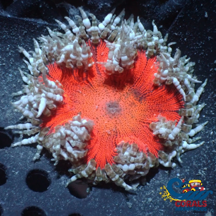 Wysiwyg Scarlet Steel Ultra Rock Flower Anemone (1-2) Anemone