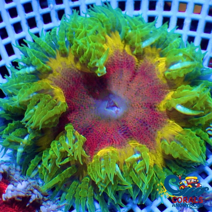 Wysiwyg Solar Flare Fusion Ultra Rock Flower Anemone (2-2.5) Carpetanemone