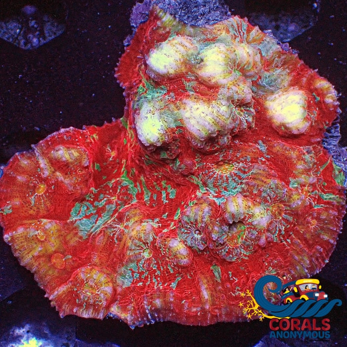 Wysiwyg Solomon Islands Cosmic Sky Rainbow Chalice Colony (2.5-3.5) (W96) Chalice