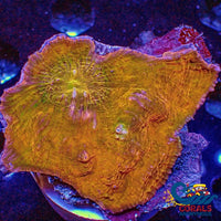 Wysiwyg Solomon Islands Irish Gold Chalice Colony (2.5-3) (W91) Chalice