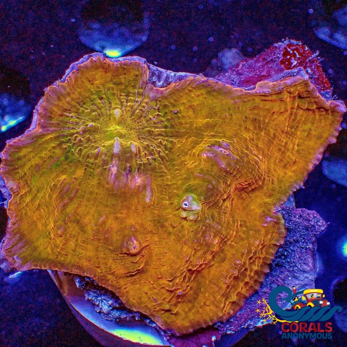 Wysiwyg Solomon Islands Irish Gold Chalice Colony (2.5-3) (W91) Chalice