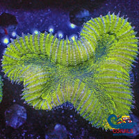 Wysiwyg Solomon Islands Neon Lime Lobophyllia Large Colony (3-4) (W60) Lobophyllia