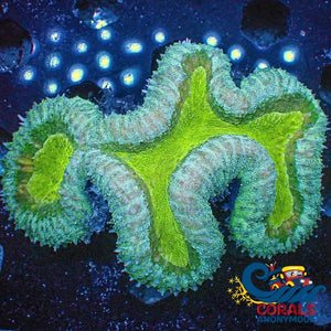 Wysiwyg Solomon Islands Teal Highlighter Lobophyllia Large Colony (3.5-4.5) (W43) Lobophyllia