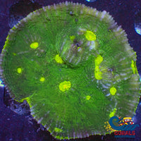 Wysiwyg Solomon Islands Toxic Alien Eye Chalice Colony (2-2.5) (W97) Chalice
