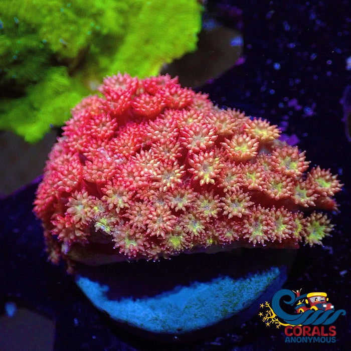 Wysiwyg Starburst Rainbow Micro Goniopora (Small Colony) (W87) Goniopora