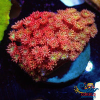 Wysiwyg Starburst Rainbow Micro Goniopora (Small Colony) (W87) Goniopora
