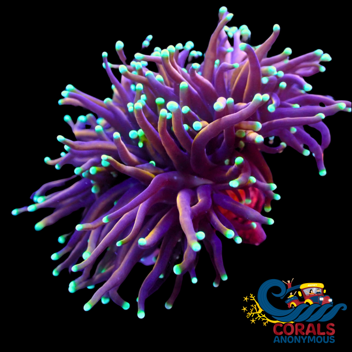 Wysiwyg Teal Tip Indo Gold Torch Colony (3 - 4 Polyps) Torch